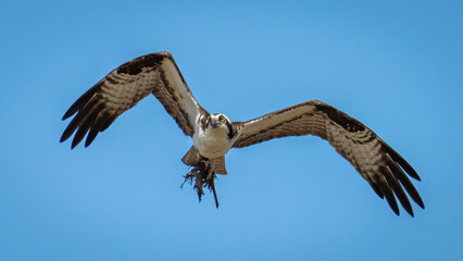 Fototapeta na wymiar Osprey raptor bird gathering nesting material