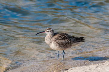 Long-billed Curlew (Numenius americanus) in Coal Oil Point Reserve, California, USA