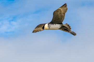 Pomarine Jaeger (Stercorarius pomarinus) in Barents Sea coastal area