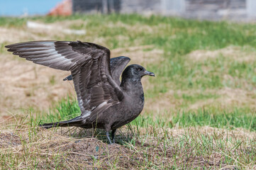 Pomarine Jaeger (Stercorarius pomarinus) in Barents Sea coastal area