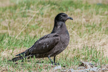 Pomarine Jaeger (Stercorarius pomarinus) in Barents Sea coastal area