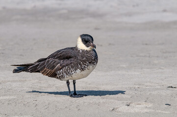 Pomarine Jaeger (Stercorarius pomarinus) in Barents Sea coastal area