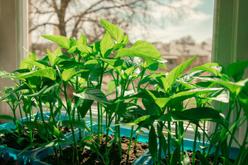 Green pepper seedlings on the balcony. Gardening concept. Growing on a windowsill