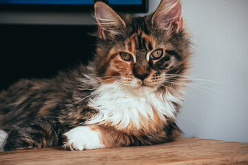 Maine Coon looking into the lens