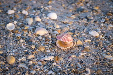 Calico Scallops On The Beach