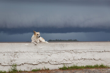 Ein kleiner weißer Hund liegt ruhig auf einer alten bröckligen Mauer an der Pazifikküste in Colonia del Sacramento.