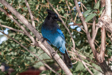 Steller’s Jay (Cyanocitta stelleri) in coniferous forest, Anchorage, Alaska, USA