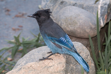 Steller’s Jay (Cyanocitta stelleri) in coniferous forest, Anchorage, Alaska, USA