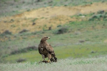 Steppe Eagle (Aquila nipalensis) feeds on carrion in the foothills of Caucasus, Republic of Dagestan