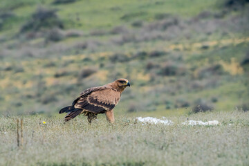 Steppe Eagle (Aquila nipalensis) feeds on carrion in the foothills of Caucasus, Republic of Dagestan