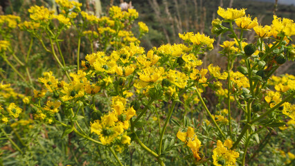 Piante e fiori selvatici