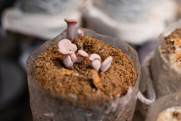 growing small pink mushroom on soil