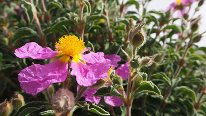 Piante e fiori selvatici