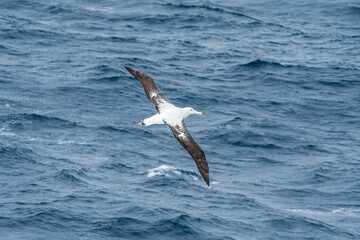 Wandering Albatross (Diomedea exulans) in South Atlantic Ocean, Southern Ocean, Antarctica