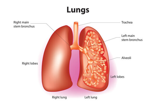 Labeled Human lungs Diagram 