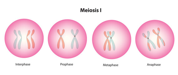 Meiosis stage 1 (prophase, metaphase, anaphase and telophase stages in biology)