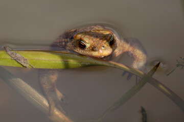 Toad in the breeding season in a pond