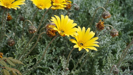 Yellow wild chrysanthemums. Blooming  chrysanthemums in spring in Israel