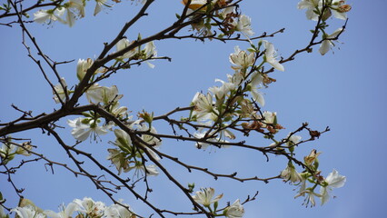 White Bauhinia purpurea tree blossoming in Israel