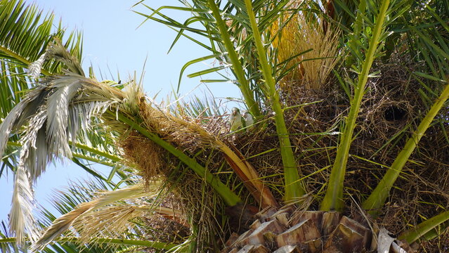 Top of a date palm(Phoenix dactylifera) on a sunny day.