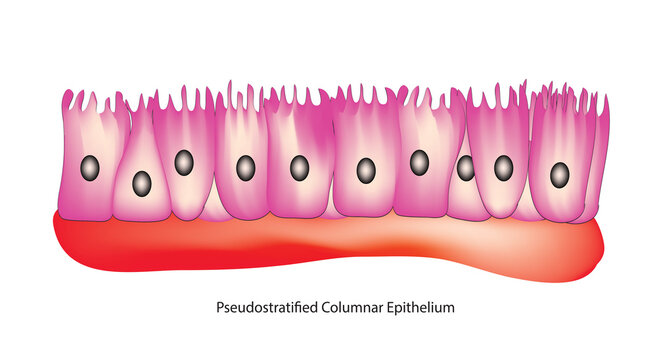 Pseudostratified columnar Tissue (respiratory epithelium)
