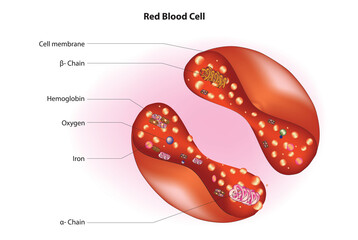 Fototapeta premium Structure of human red blood cell