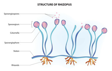 Rhizopus Structure (stolons, rhizoids, sporangiophores) - obrazy, fototapety, plakaty