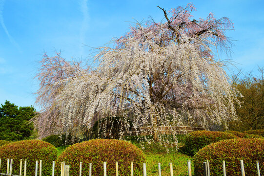 祇園枝垂桜 Images Browse 38 Stock Photos Vectors And Video Adobe Stock 祇園枝垂桜 Images Browse 38 Stock Photos Vectors And Video Adobe Stock