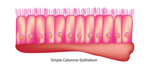 simple columnar epithelium tissue