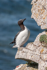 Thick-billed Murre (Uria lomvia) at colony in St. George Island, Pribilof Islands, Alaska, USA