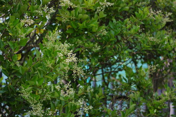 太陽の光を浴び芽吹く植物