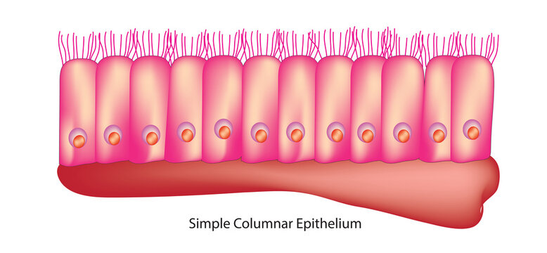 simple columnar epithelium tissue