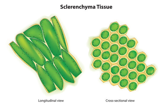 Sclerenchyma Tissue (living thin-walled tissue)