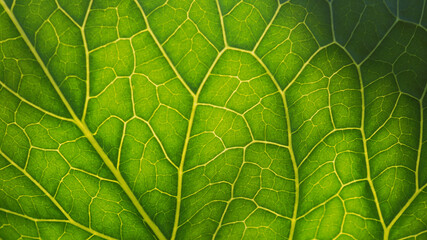 Fresh plant leaf close-up in the sun. Mosaic pattern of green cells and yellow veins. Abstract background on a vegetable theme. Beautiful nature wallpaper. Horseradish leaf. Macro