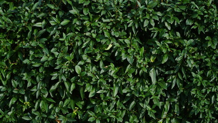 Grass wall texture and background. Green leaves background or natural wall texture. Ideal for design use.