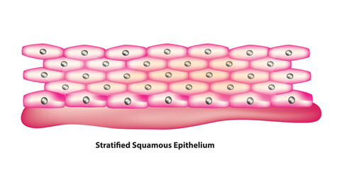 squamous (flattened) epithelial cells arranged in layers upon a basal membrane