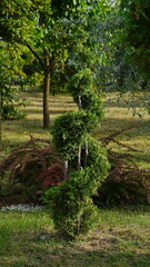A small green coniferous bush. Green round thuja.