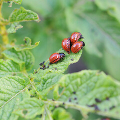 Larvae of the Colorado potato beetle eat a potato leaf. Closeup. Square illustration on the theme of protecting this agricultural plant from bugs. Farm and gardening. Macro