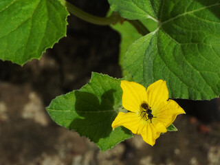 Honeybee on a male flower of Armenian long cucumber (Cucumis melo var. flexuosus) in a terrace...