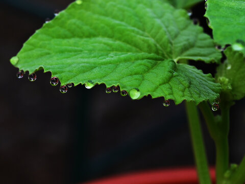Guttation. Water droplets oozing out from the margin of Armenian cucumber leaf, aga