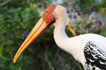 Painted storks (Mycteria leucocephala) nesting on acacia trees.