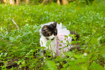 Fototapeta na wymiar Pet cat wearing pink tutu skirt in garden