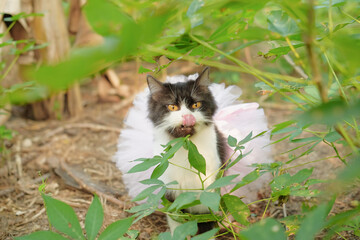 Naklejka na ściany i meble Pet cat wearing pink tutu skirt in garden