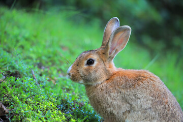 Naklejka na ściany i meble Hare on green grass in nature