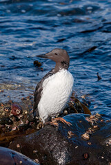 Sick Common Murre (Uria aalge) ashore at St. George Island, Pribilof Islands, Alaska, USA