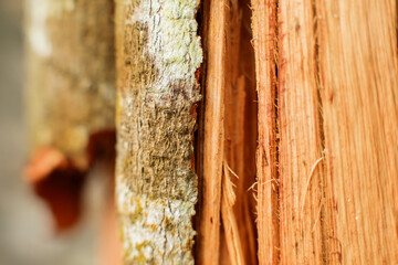 Closeup of wood grain texture. Background