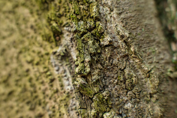 Closeup of bark fiber texture. Background