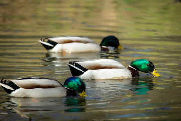 a duck and two friends swimming in the water