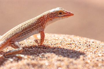 Standing lizard in the sand