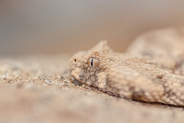 horned bitis snake close up